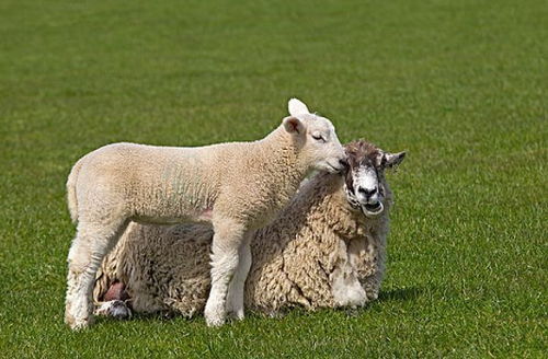 属羊人 10月1日将有 痛哭流涕 的大事件,不是一般的准