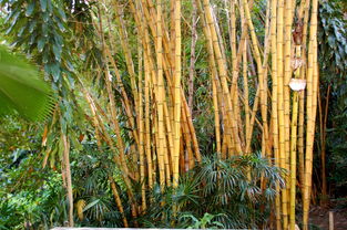 竹,巴厘岛,性质 