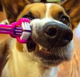 不用牙刷和牙膏也能给狗狗刷牙,就是这么简单 
