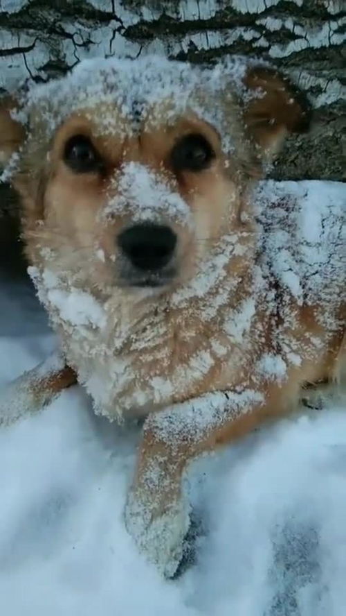 下雪天看见一只流浪狗狗,想带回家害怕被咬,怎么办 