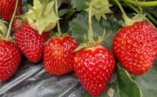 白色的草莓叫什么名字 菠萝莓多少钱一斤2018