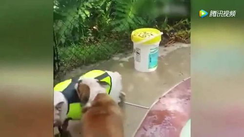 狗狗看到同伴要下水,以为会溺水,急忙把同伴拽回 