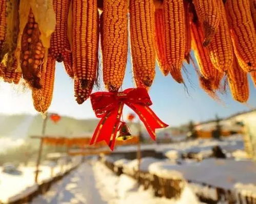 下雪了,多么惬意的农村生活 