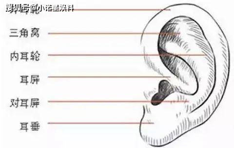 易学常识 什么样的耳朵能旺运 看看里面有没有你的