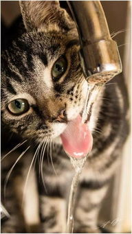 猫事 猫为什么喜欢到处喝生水 