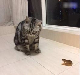 主人给猫咪喂泥鳅,以为猫咪会吃,这货竟在给泥鳅做人工呼吸