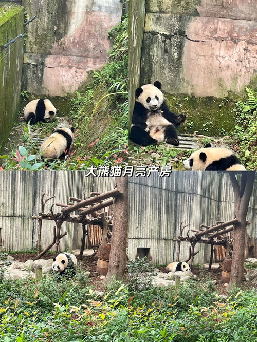 成都大熊猫基地 非常值得去 来看看注意事项 
