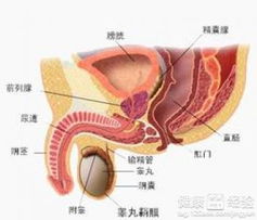 睾丸异常不育的症状有哪几种