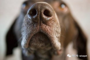 为什么狗狗鼻子总是湿的 Why Do Dogs Have Wet Noses