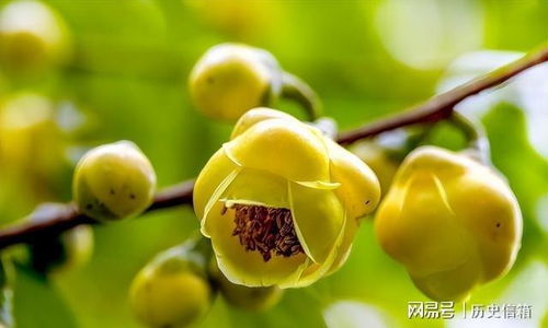 此花有 植物大熊猫 的美称,花色金黄,营养丰富,易养活