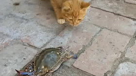 橘猫猫吃螃蟹