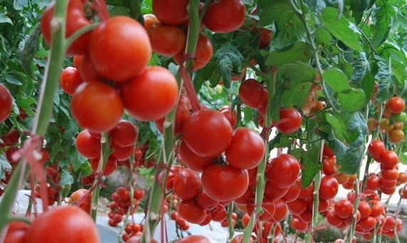 了解番茄的需肥特性,在结果期时要如何施肥,西红柿可高产优质