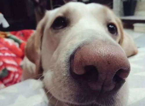 导致狗狗鼻子褪色的,5个原因,早知道早预防