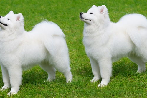 白色狗狗的毛慢慢变红 