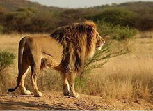 非洲年轻的流浪雄狮一般都是和兄弟或同伴一起征服一个群体并一起统治狮群 
