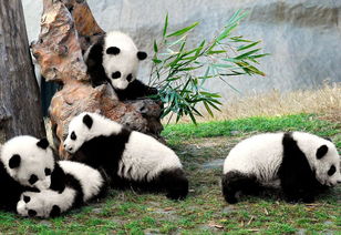 熊猫之都 搜狗百科 