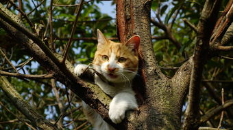 上树的猫