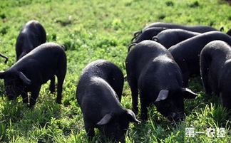湖南沅陵县拟投资3亿元年产5万头生态黑猪