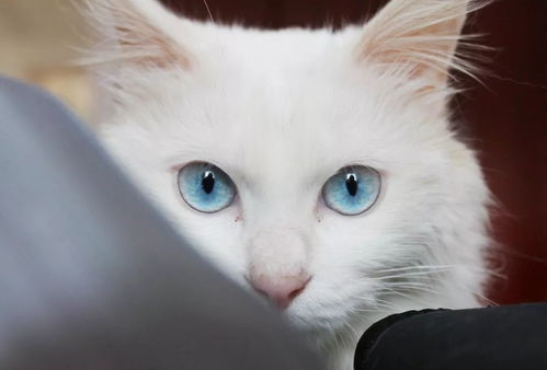 蓝眼睛的白喵喵都是先天耳聋吗