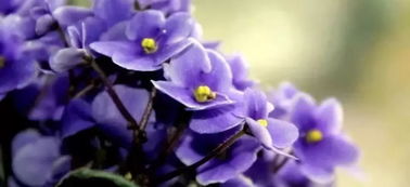 紫罗兰怎么养才能更旺盛,紫罗兰女王养殖方法和注意事项？