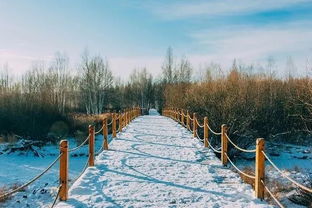 中国北极,这个冬天让人最魂牵梦绕的地方 白桦林 