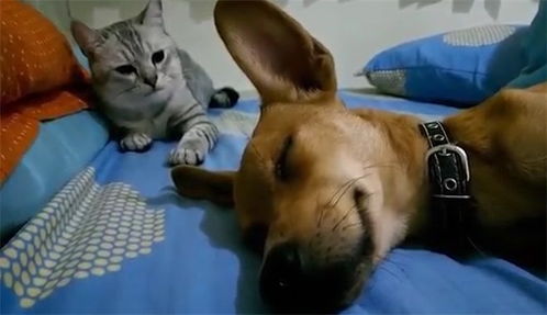 狗狗睡觉打呼,猫咪对着狗头就是几巴掌,下一秒憋住不要笑 