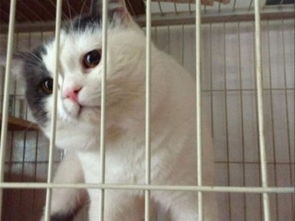 图 深圳哪里有卖短毛猫 纯种短毛猫价格 深圳宠物市场 深圳宠物猫 