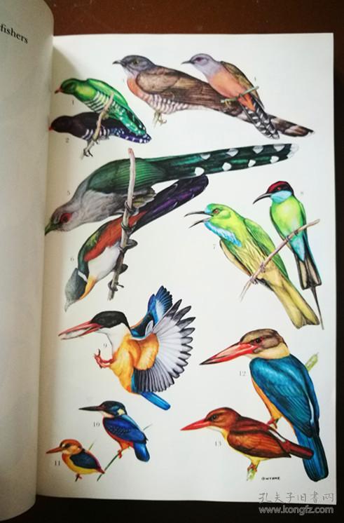 THE BIRDS OF CHINA 中国鸟类 英文原版书,大量鸟类介绍
