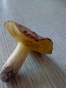 表面发黄发粘的蘑菇还能吃吗