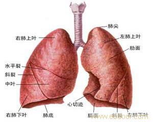 肺癌晚期治疗偏方