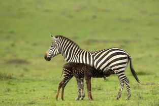 斑马没有了黑白条纹会怎么样 肯尼亚惊现变异斑马