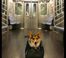 地铁允许带宠物后,人们纷纷把狗装进背包里,成为独特的风景线 
