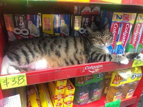 超市有只猫,喜欢在各种货柜到处睡,让人看了都忍不住想买它