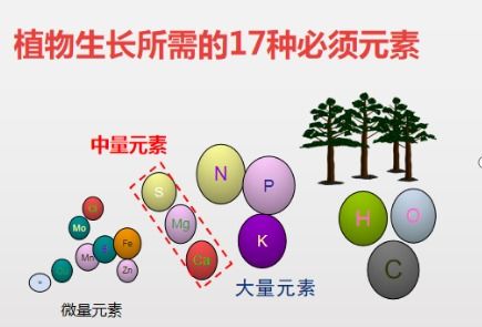 中量元素肥用什么好 当然是用来自以色列化工的葆力素 硫酸钾钙镁