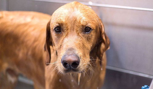 狗狗美容师的经验 如何给爱犬洗澡,吹风造型前后十分可爱 