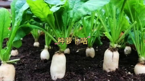 萝卜的种植方法,萝卜的种植方法