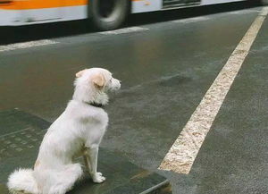 主人把狗狗抛弃在公车站,看到网友发帖后哭着来找回