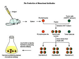 细 胞 生 物 学 教 程 
