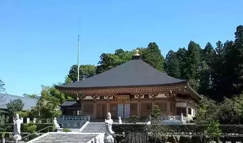日本 猫寺 当初惨遭抛弃,如今养活了整个寺庙