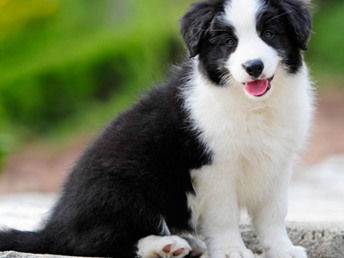 图 天津开发区纯种边境牧羊犬幼犬多少钱一只 天津宠物狗 