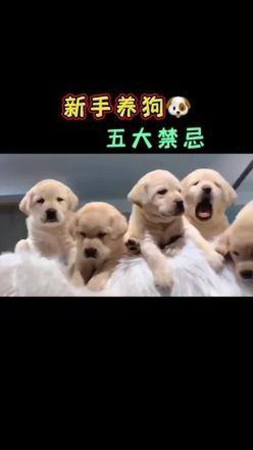 内蒙古包头训犬学校 乌兰察布训犬 呼和浩特训犬 北京训犬 