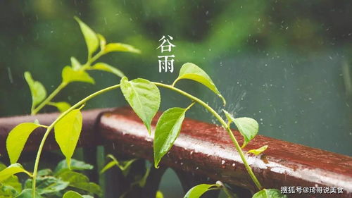 更近很火的谷雨真的好用吗