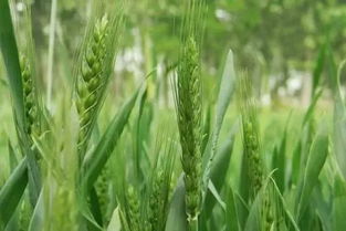 小麦条锈病症状及防治方法,小麦常见的病虫害有哪些，如何防治