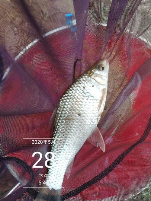 夏天钓鲮鱼,梅州钓法是最佳钓法 用本汀鱼竿钓大鲮鱼有奇效,手感让人着迷