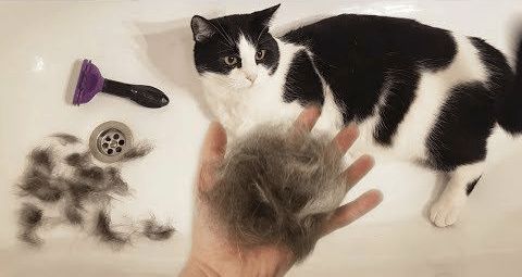 猫咪掉猫毛太多了 原因出在哪里