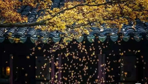 苏州旅游 苏州的秋日美景纵览,有一种秋天叫姑苏