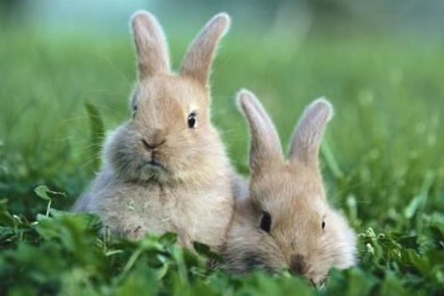 灵签占卜 凭直觉,哪一个兔子最狡猾 测你在爱情中是主动是被动
