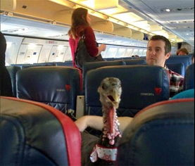 航班蛇患的蛇怎么带上飞机的「美国一航班突现活蛇乘客被吓到尖叫连连蛇是怎么上飞机的」