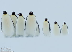 南极暴风雪中的小企鹅 