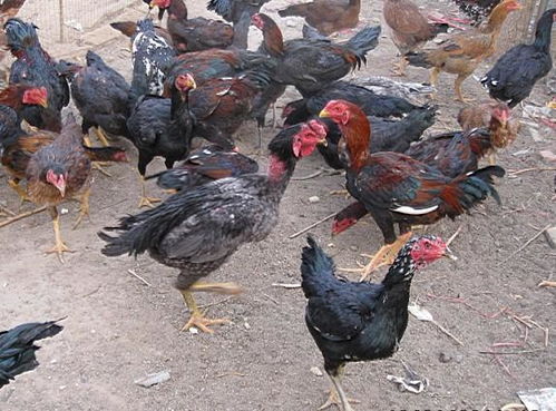 斗鸡的驯养管理要点,养殖斗鸡，应该怎么防病